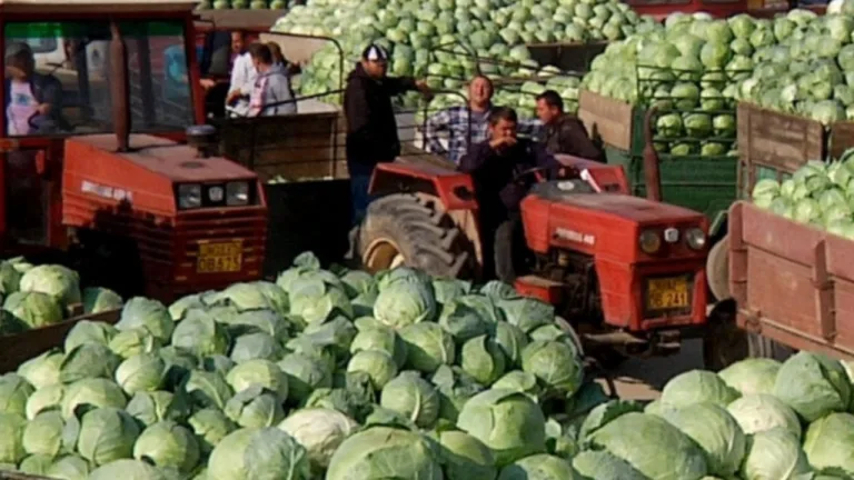 LUNGULEȚU DÂMBOVIȚA