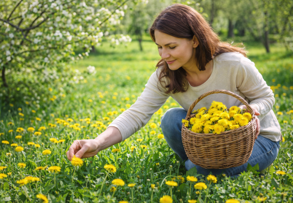 Păpădia (Taraxacum officinale)