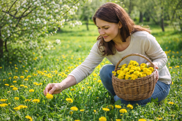 Păpădia (Taraxacum officinale)